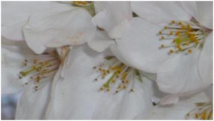 ピアノ・レッスン