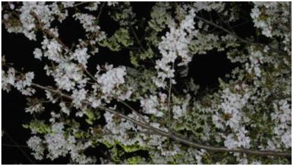 ピアノ・レッスン