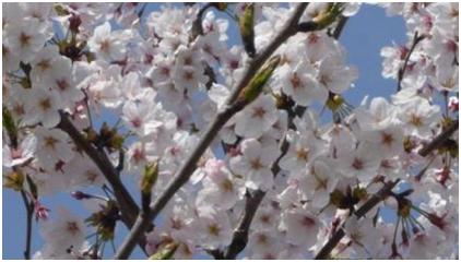 ピアノ・レッスン