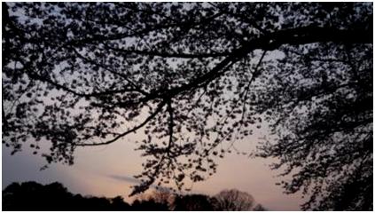 ピアノ・レッスン