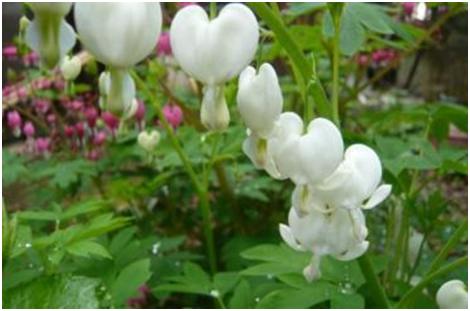 A　SCENE　FROM　THE　NEIGHBORHOOD　3