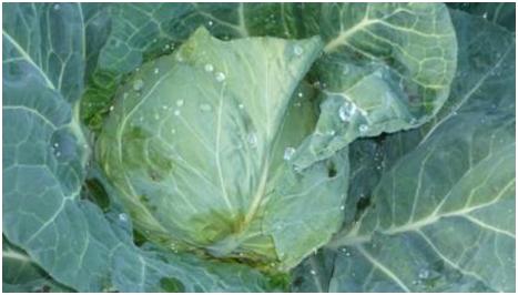 A　SCENE　FROM　THE　NEIGHBORHOOD　3