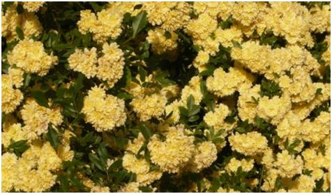 A　SCENE　FROM　THE　NEIGHBORHOOD　4