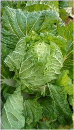 A SCENE FROM THE NEIGHBORHOOD 17