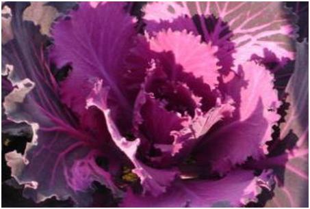 A SCENE FROM THE NEIGHBORHOOD 17