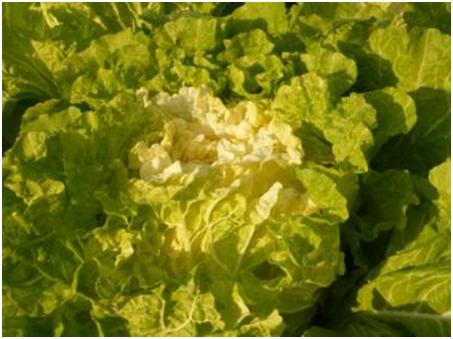 A SCENE FROM THE NEIGHBORHOOD 17