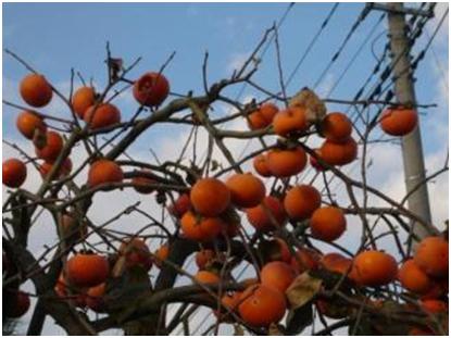 A SCENE FROM THE NEIGHBORHOOD 17