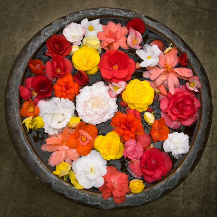 窯肌水蓮鉢の生花