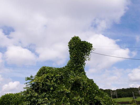 晩夏積乱雲のような日