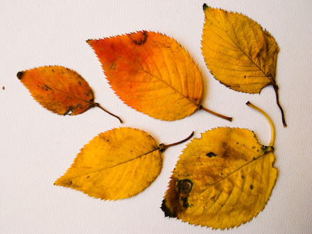 僕らが創れるもの - 色彩