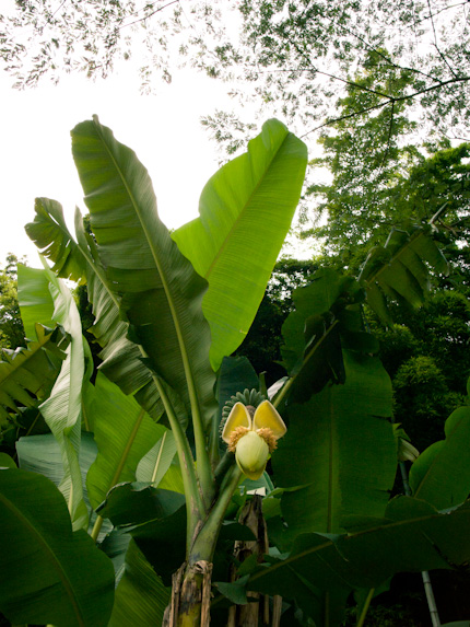 秘密のジャングル