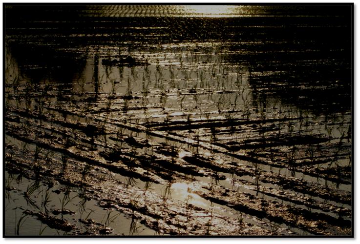 皐月のちっちゃい緑