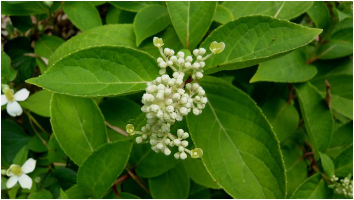Hydrangea　macrophilla
