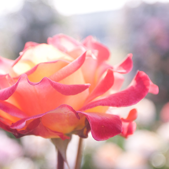 Packet rose again ©NANPOW PRESS