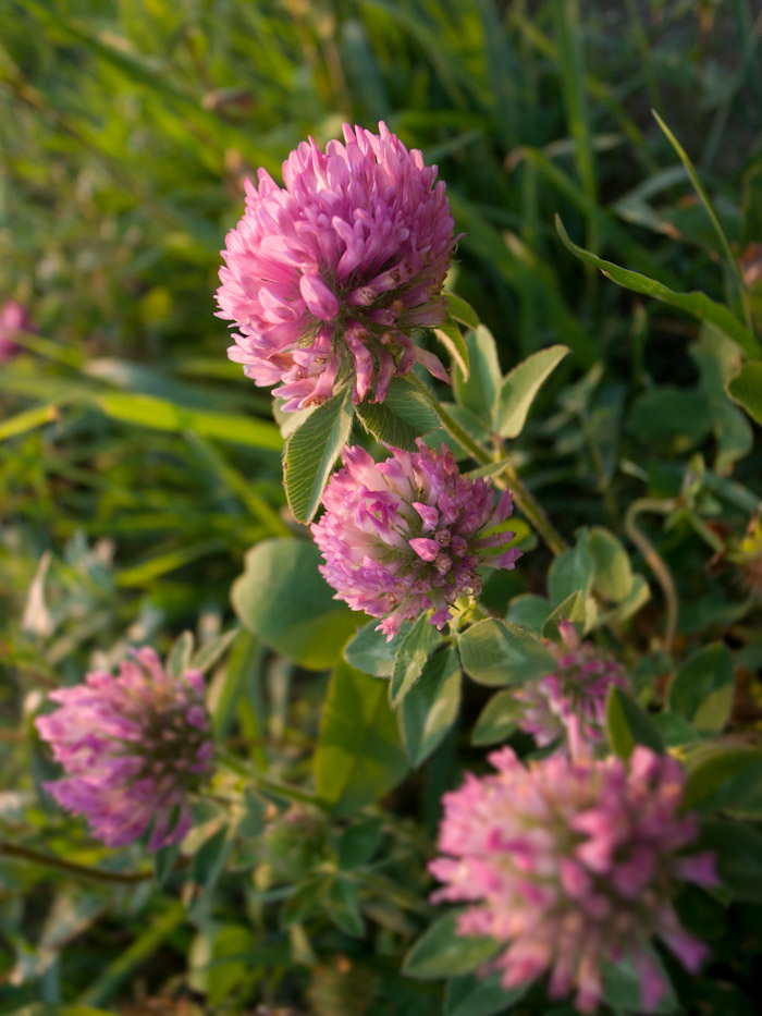 yanasegawa ©NANPOW PRESS