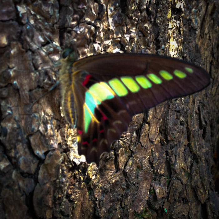 アオスジアゲハ